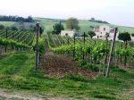 Vineyard in Le Marche