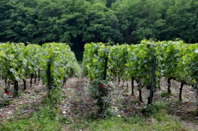 Dense planting of Franciacorta vineyards at Ca'del Bosco