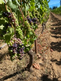 Lenne Vineyard grapes (6)