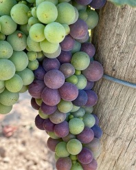 Grapes and Vines of Utopia Vineyard (5)